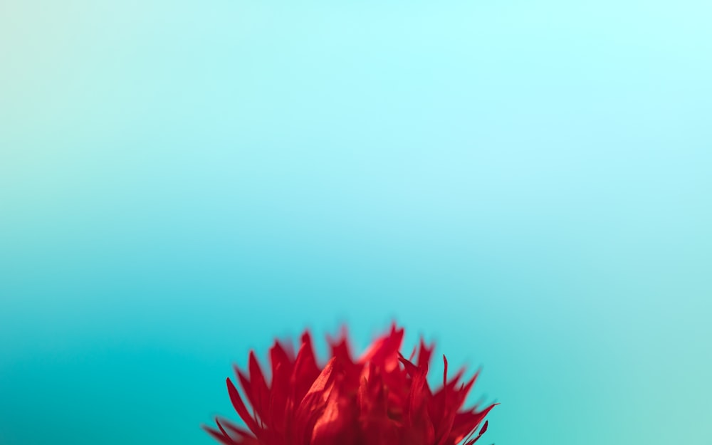 red flower under blue sky