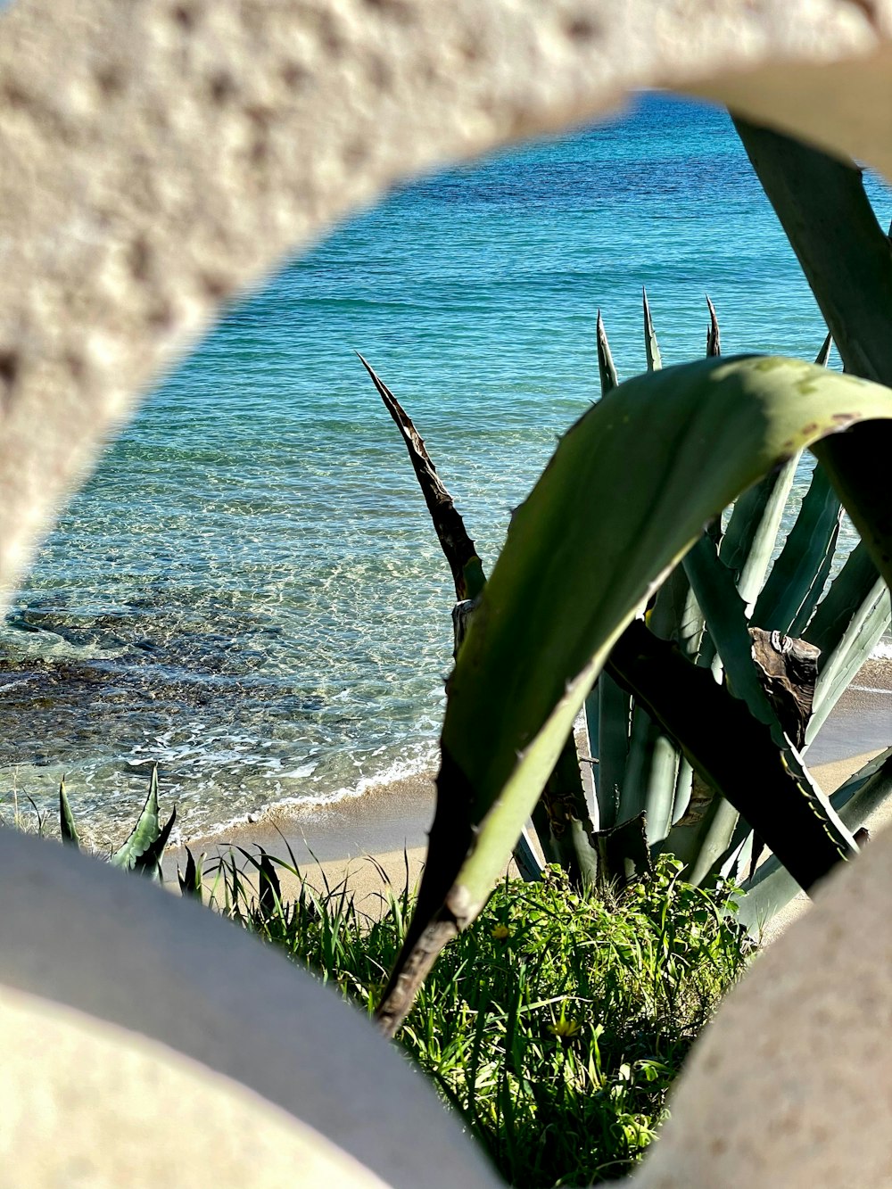 green plant near body of water during daytime