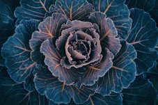 blue and white flower illustration