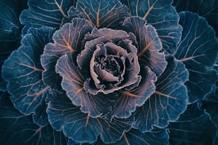 blue and white flower illustration