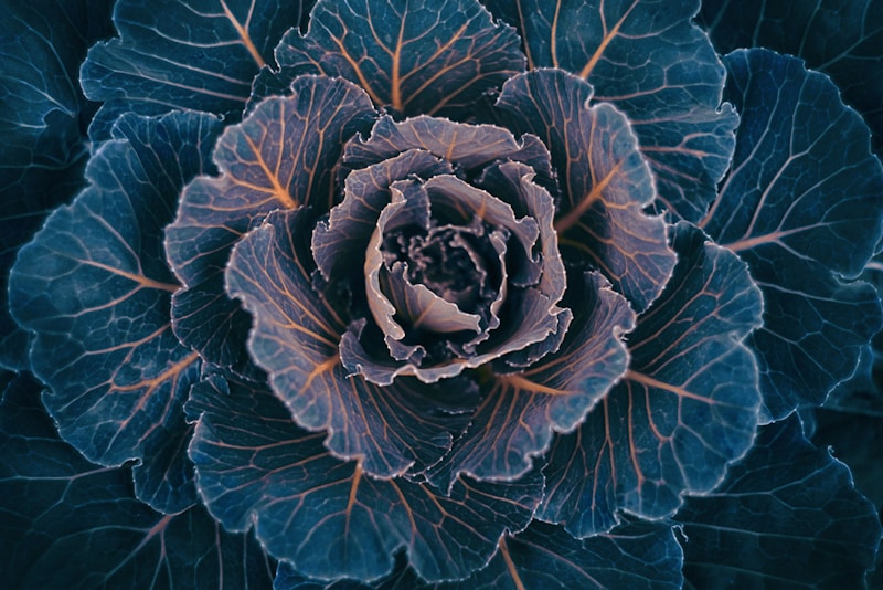 Random Image