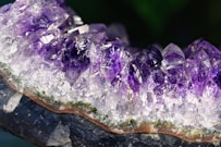 purple and white flower petals