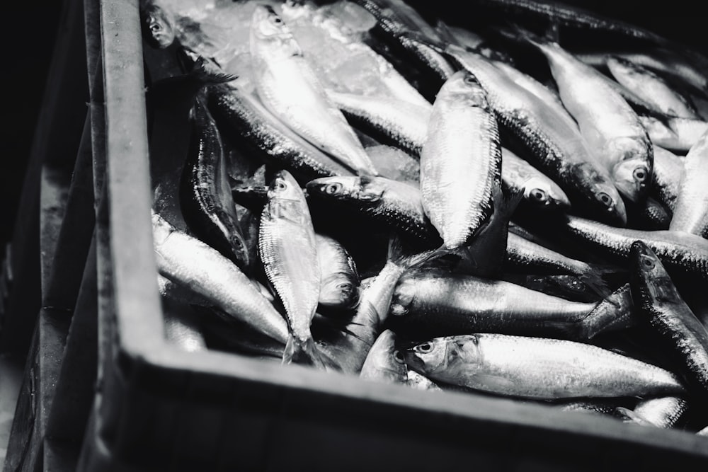 Peces grises en caja de madera marrón