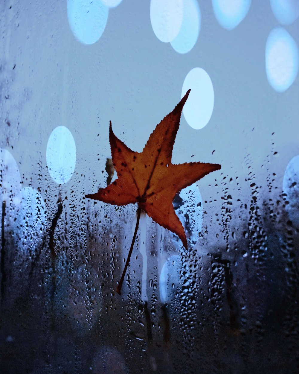 brown maple leaf on glass