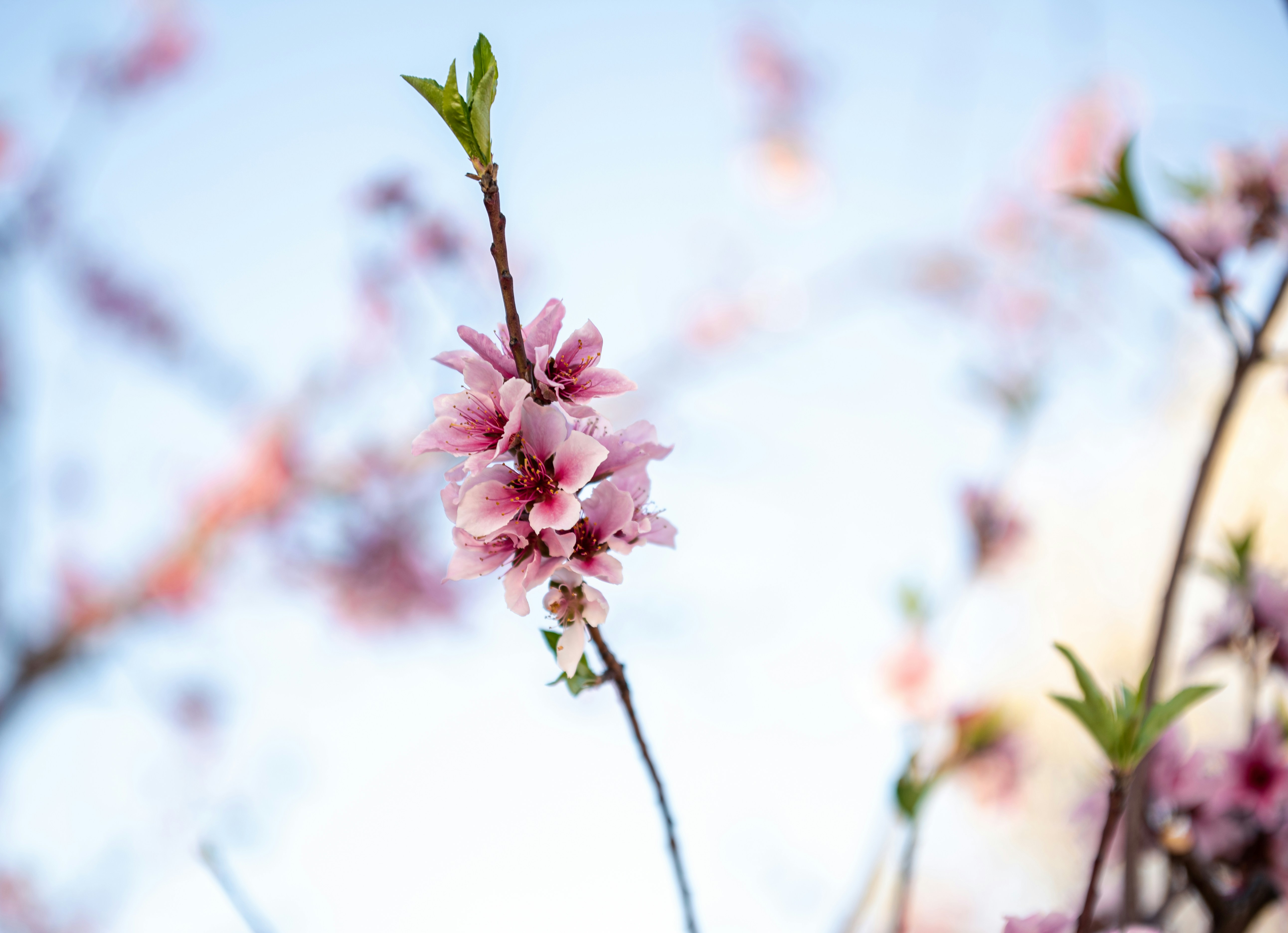 pink flower in tilt shift lens
