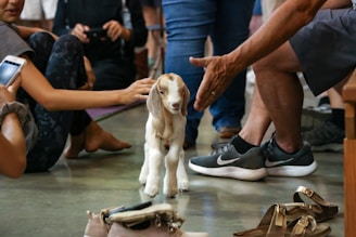 A small goat is standing on the floor surrounded by people reaching out to touch it. The setting seems casual and social, with several people sitting around the goat, some of them holding phones as they capture the moment. The atmosphere appears relaxed and interactive.