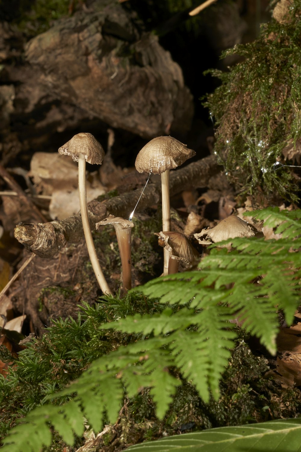 brown mushrooms on green leaves