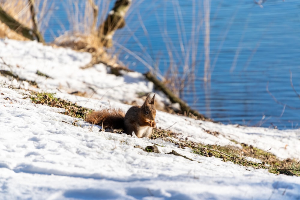 volpe marrone e bianca su terreno coperto di neve durante il giorno