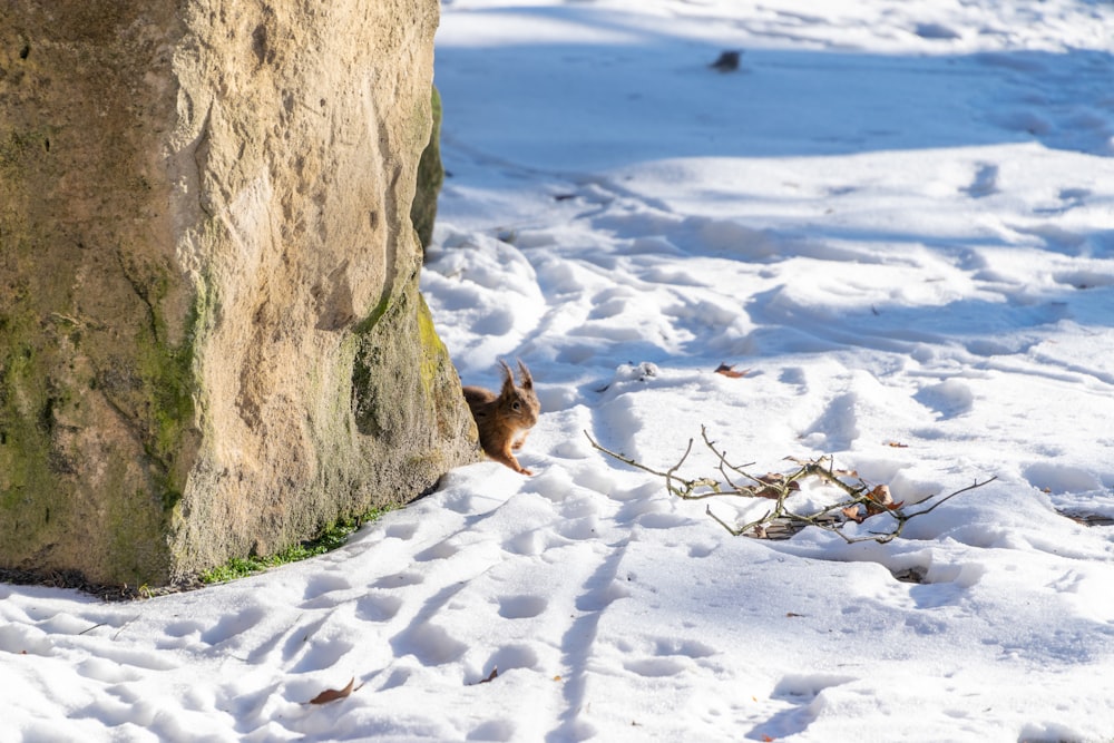 a squirrel is standing in the snow near a rock