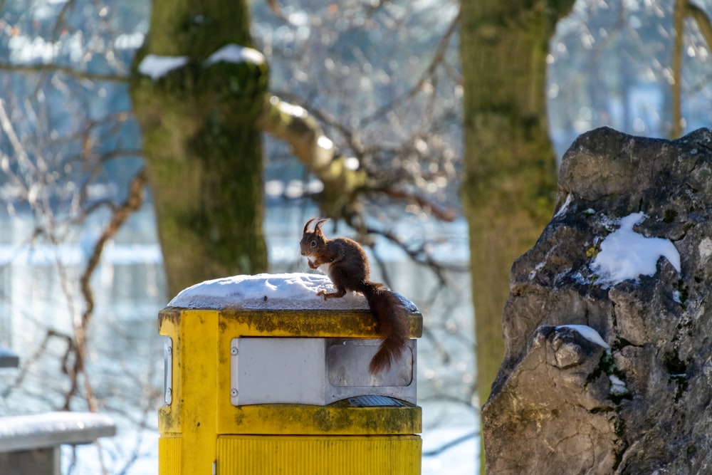 a squirrel sitting on top of a yellow post