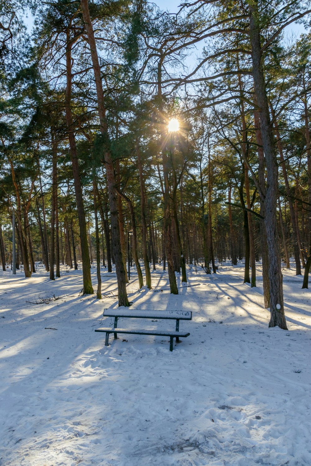 Die Sonne scheint durch die Bäume im Schnee