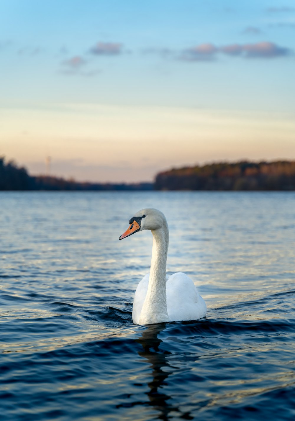 white swan on body of water during daytime