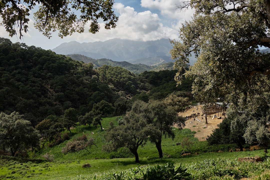 green trees on green grass field near mountain during daytime