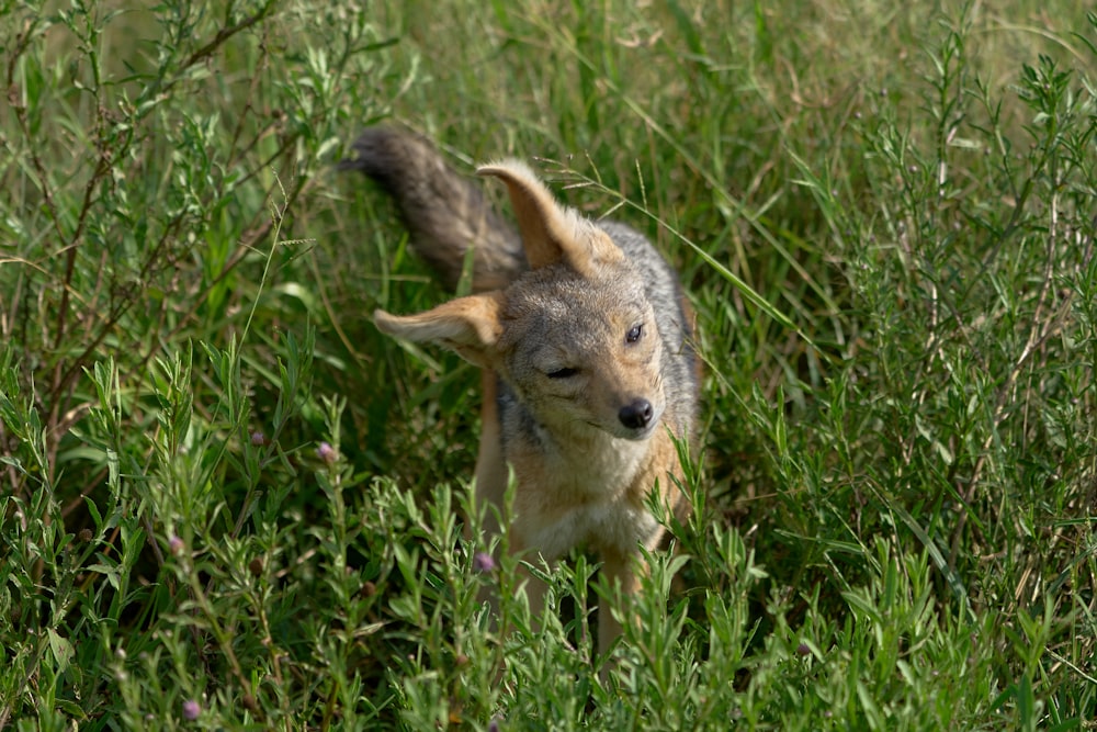 brown and white fox on green grass during daytime