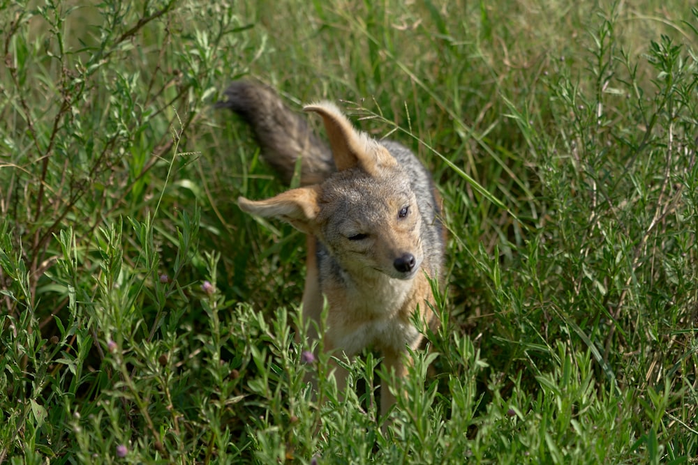raposa marrom e branca na grama verde durante o dia