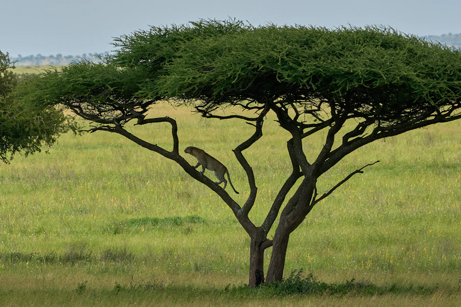 Into the Serengeti