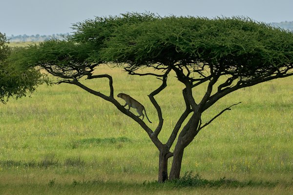 Green tree on green grass field during daytime — Serengeti & Ngorongoro, Tanzania