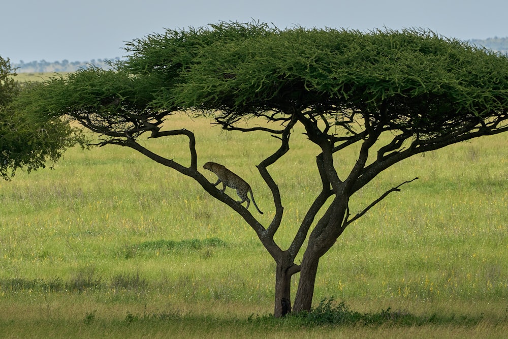 green tree on green grass field during daytime