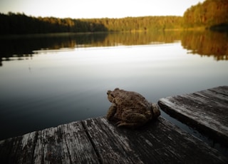 brown wooden dock on lake during daytime