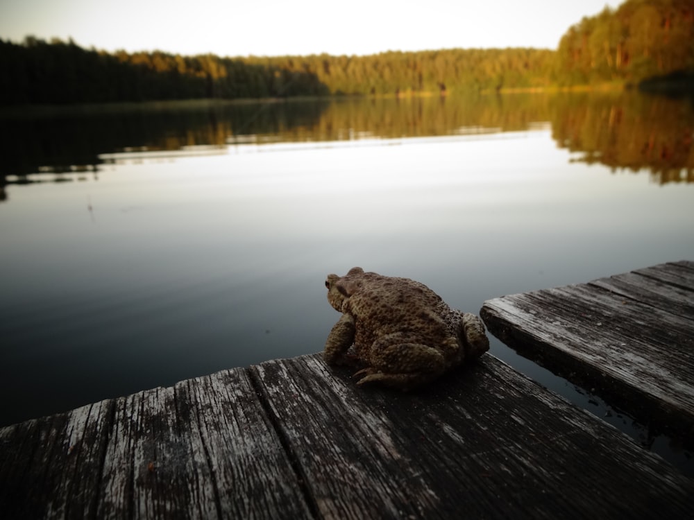 brown wooden dock on lake during daytime