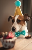 A dog wearing a gold party hat with a blue pom-pom and a sparkling turquoise bow tie is looking at a cupcake with icing and a strawberry topping on a wooden surface.