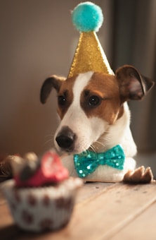 A dog wearing a gold party hat with a blue pom-pom and a sparkling turquoise bow tie is looking at a cupcake with icing and a strawberry topping on a wooden surface.