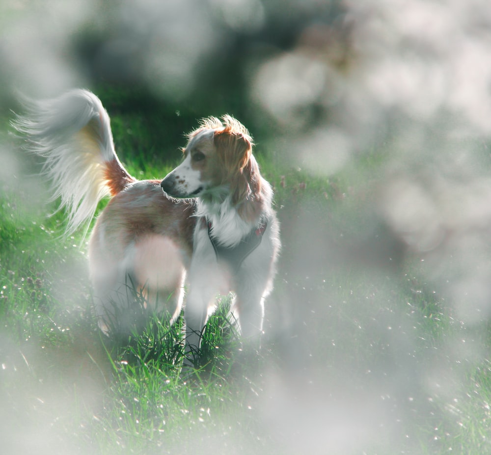 white and brown long coated dog on green grass field during daytime