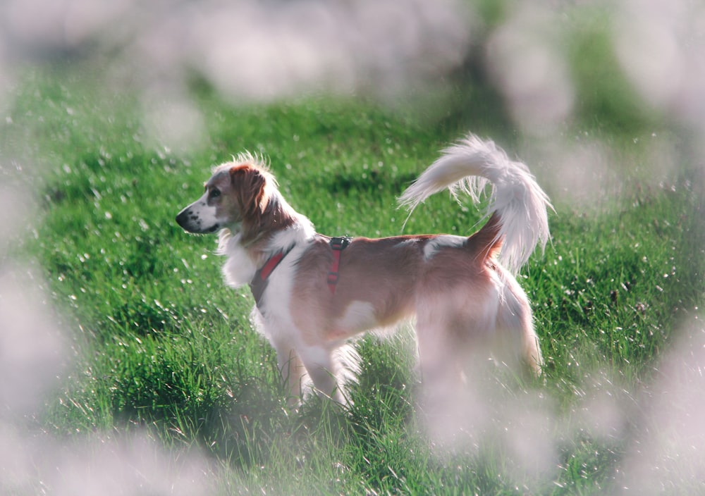 brown and white short coated dog on green grass field during daytime