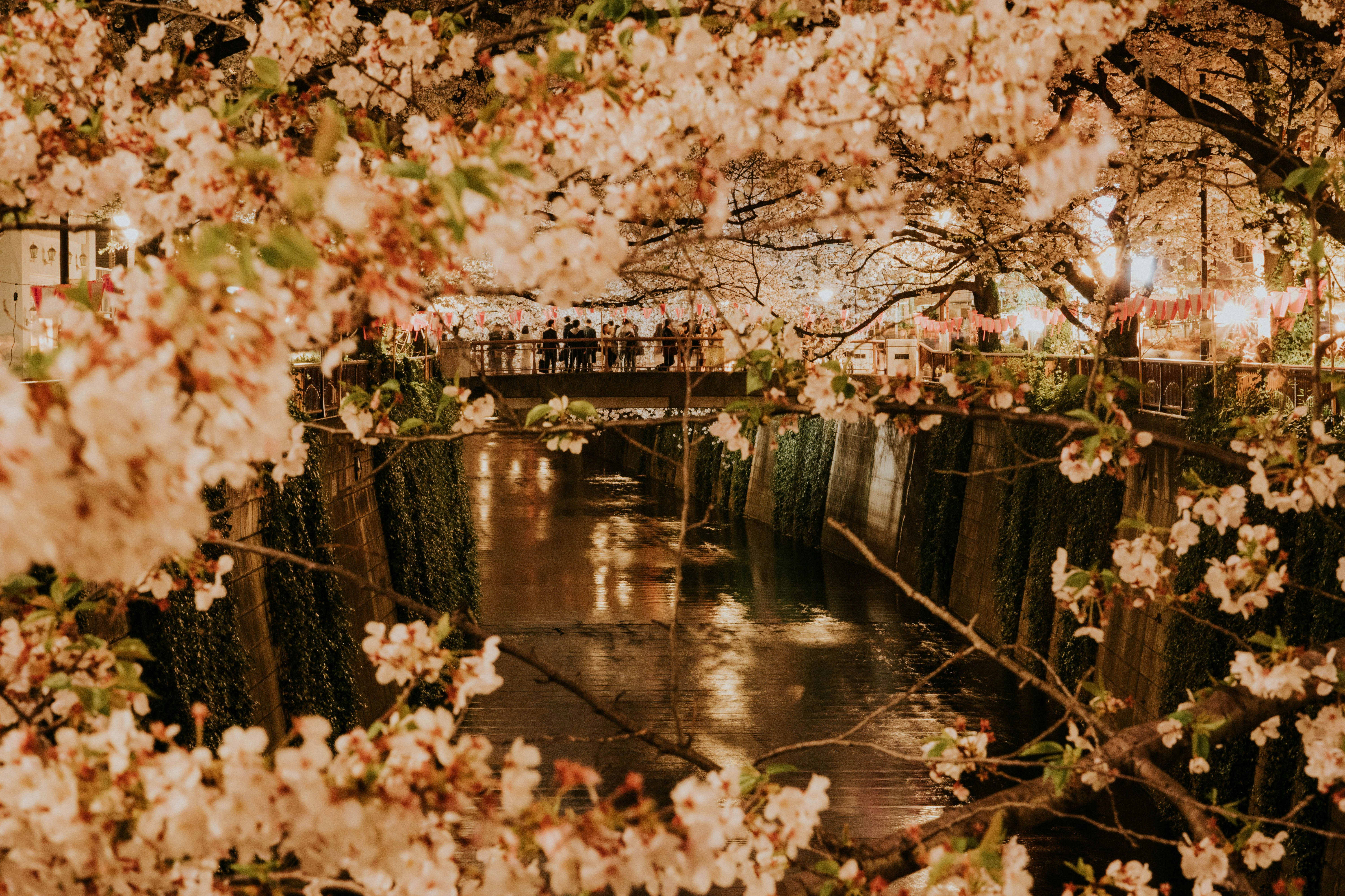 Meguro Explored: A Symphony of Art and Nature