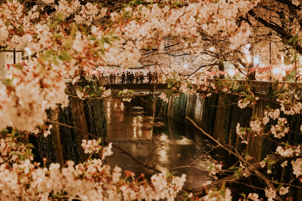 brown wooden bridge over river