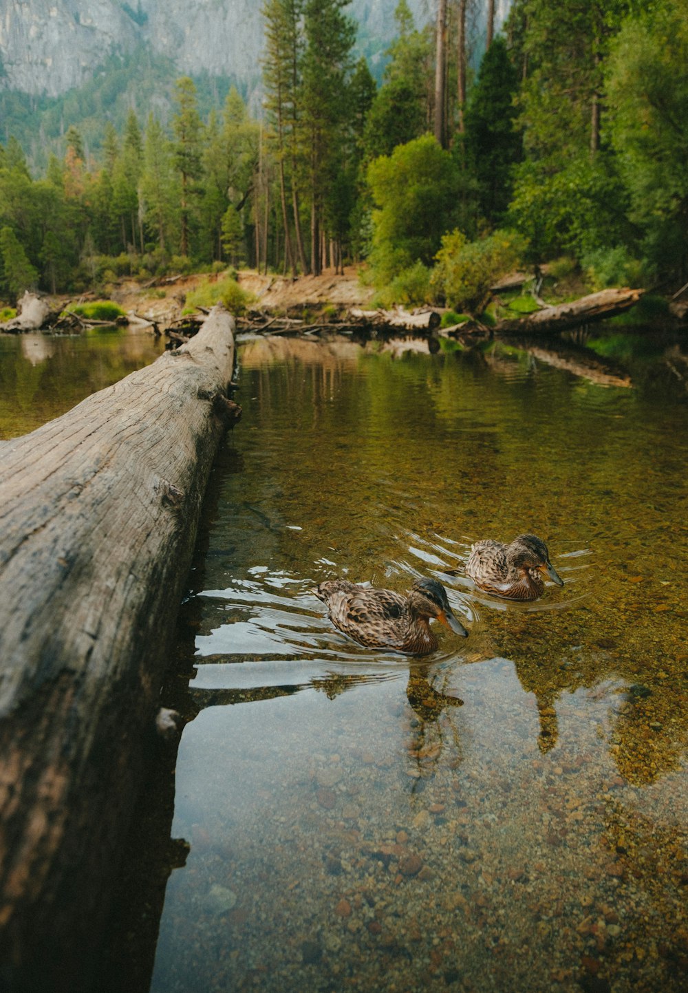 Tronco de madera marrón en el río