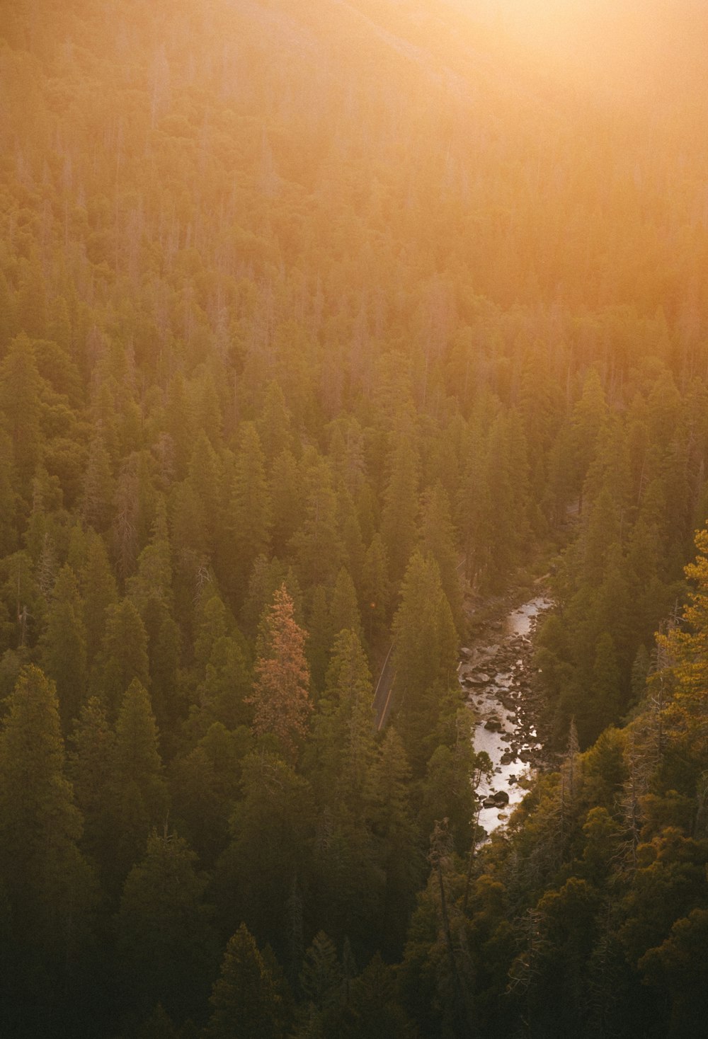 green trees on brown field during daytime