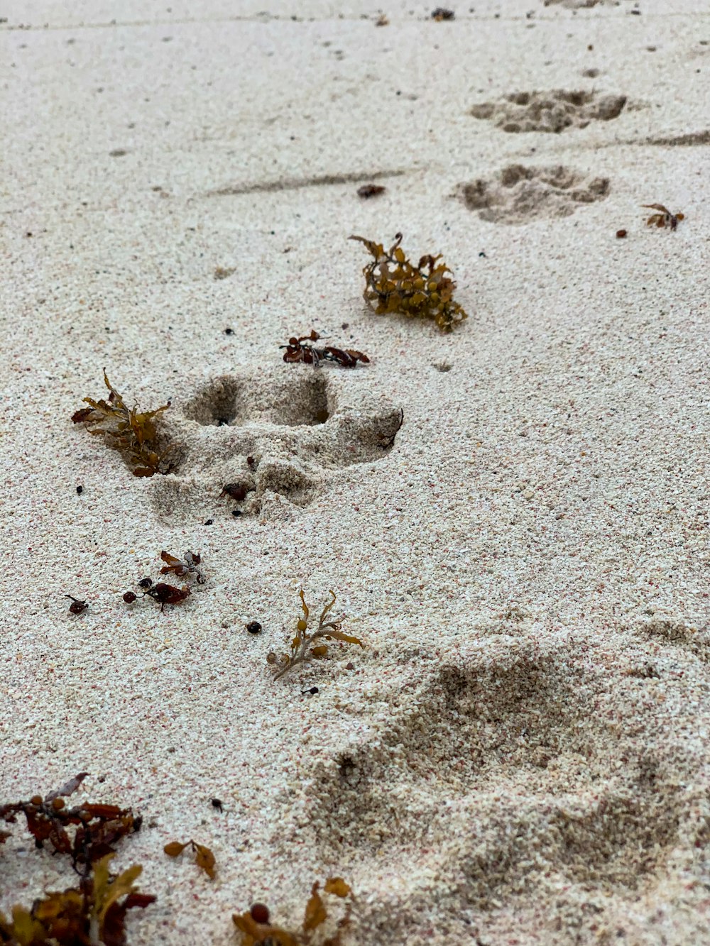 papillons bruns et blancs sur sable blanc pendant la journée