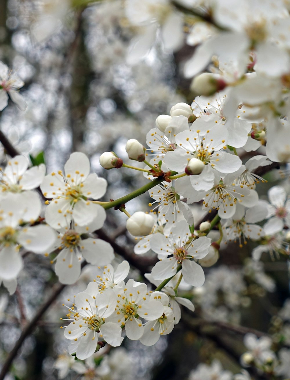 Flor de cerezo blanco en fotografía de primer plano