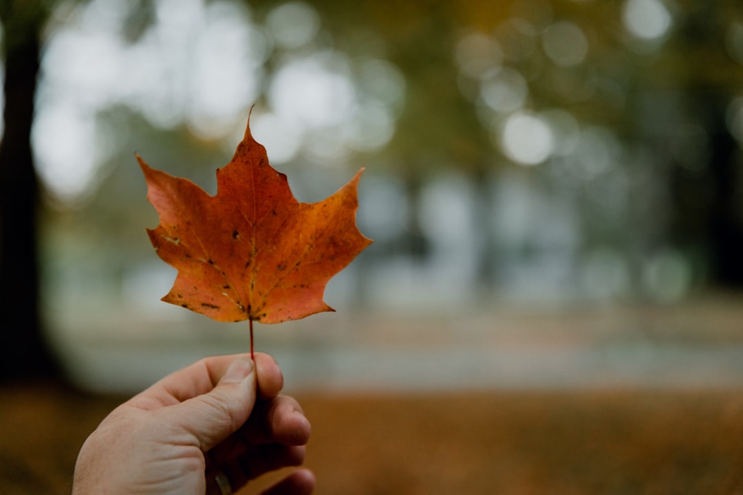 person holding orange maple leaf