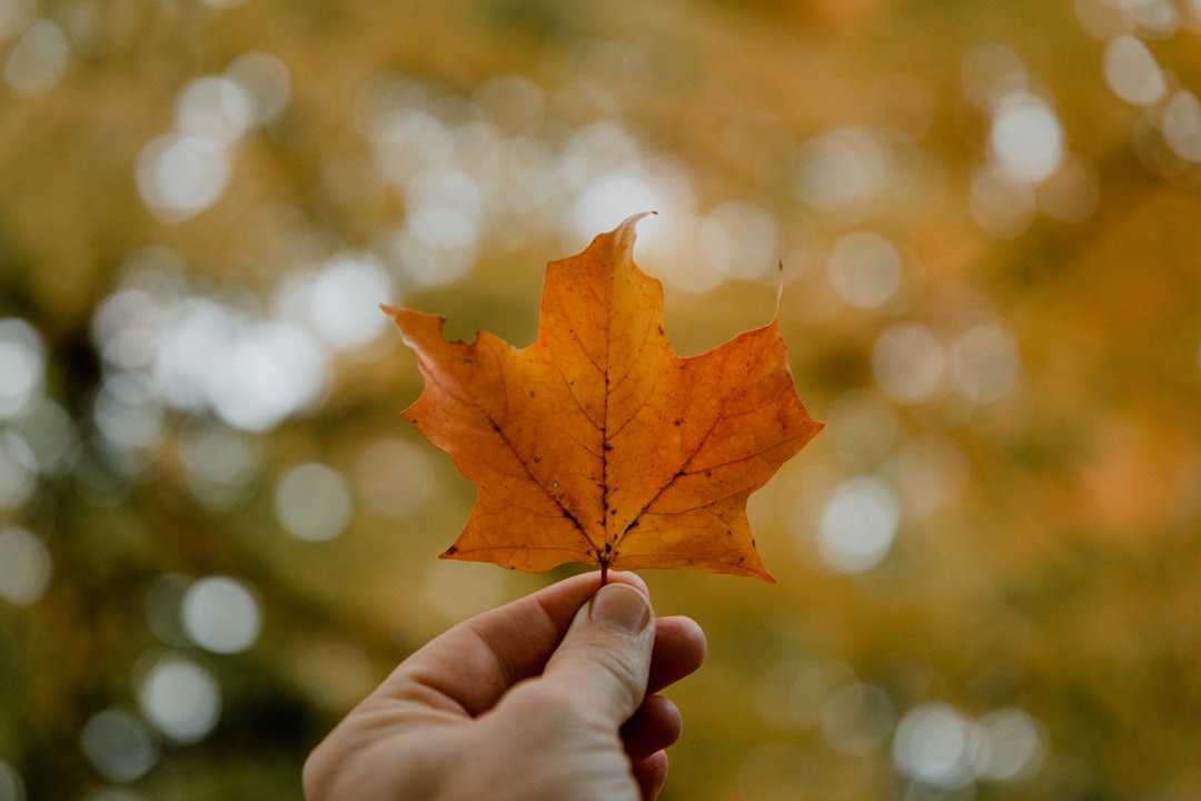 person holding orange maple leaf