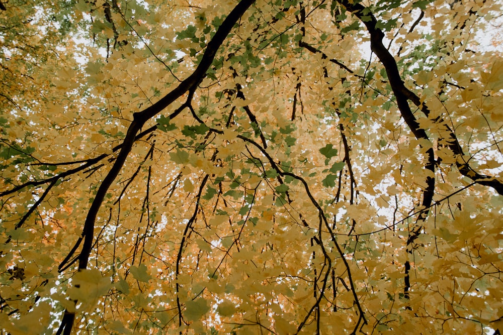 folhas amarelas no galho da árvore durante o dia