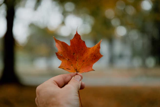 A close-up of a hand holding a dried maple leaf, with soft sunlight filtering through trees in the background, highlighting earthy browns and muted greens.