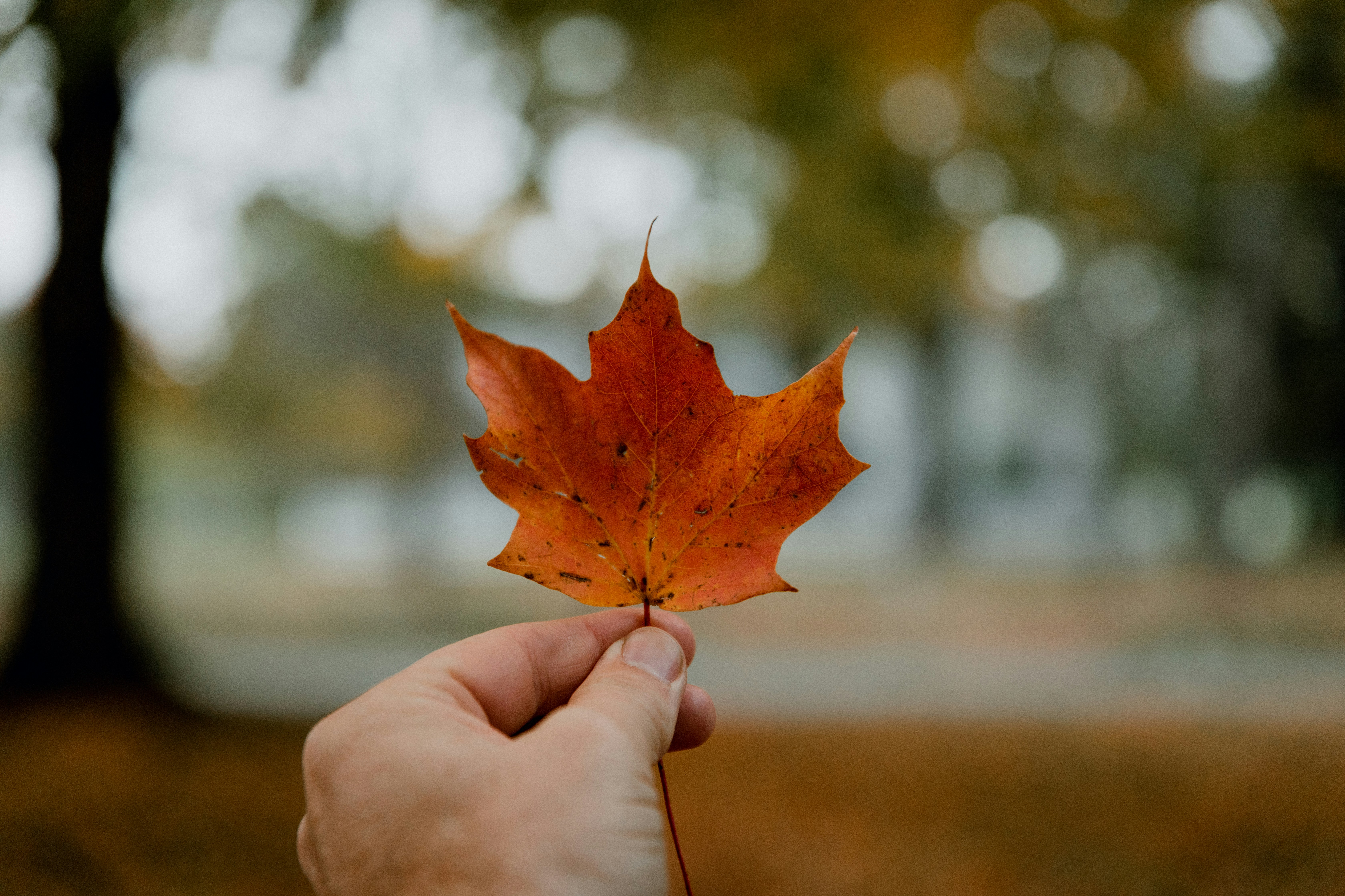 Choose from a curated selection of leaf backgrounds. Always free on Unsplash.