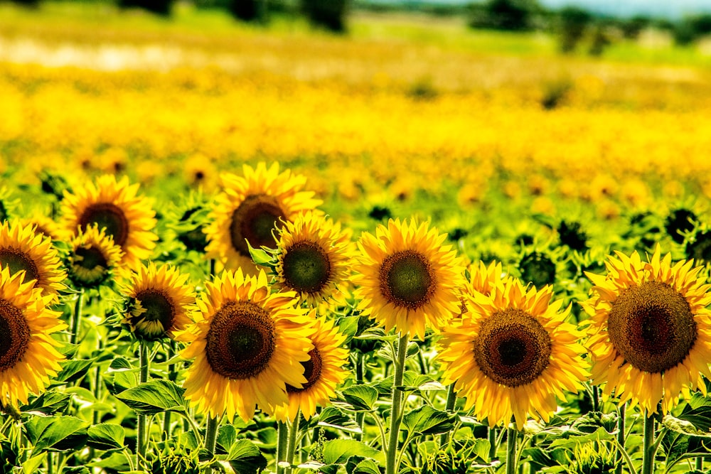 Champ de tournesol jaune pendant la journée