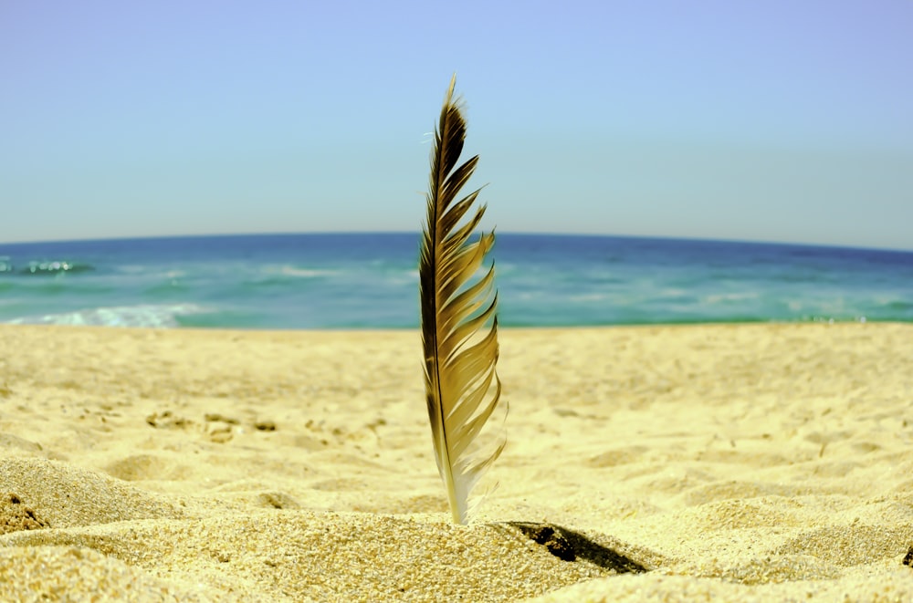 white and brown feather on white sand beach during daytime
