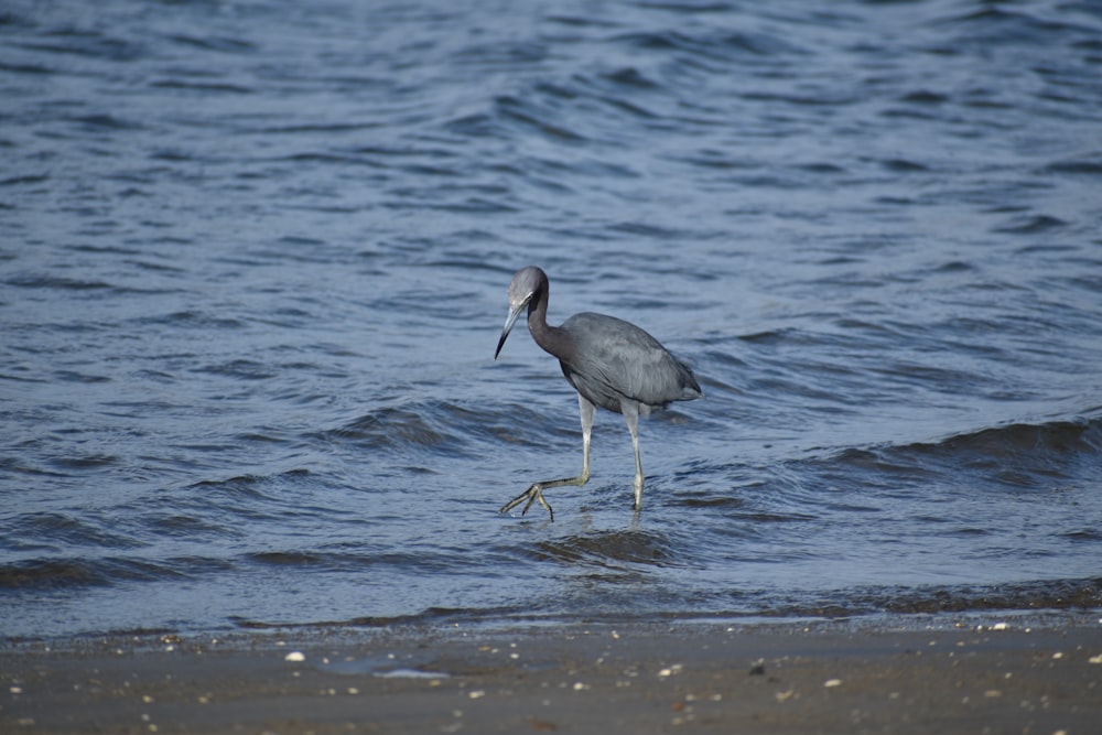grey heron on shore during daytime