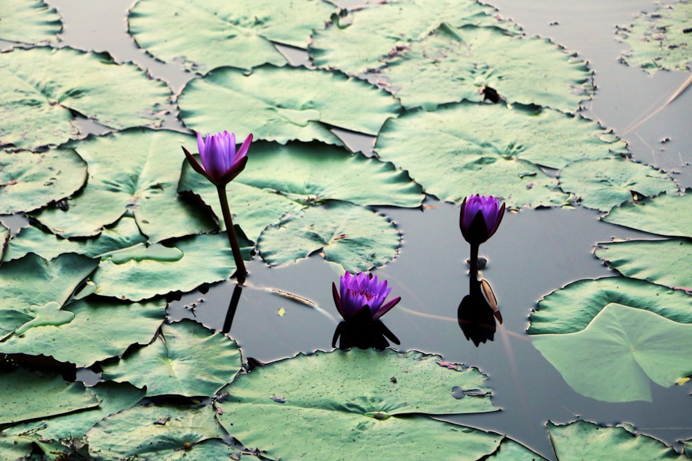 flor de loto púrpura en el agua