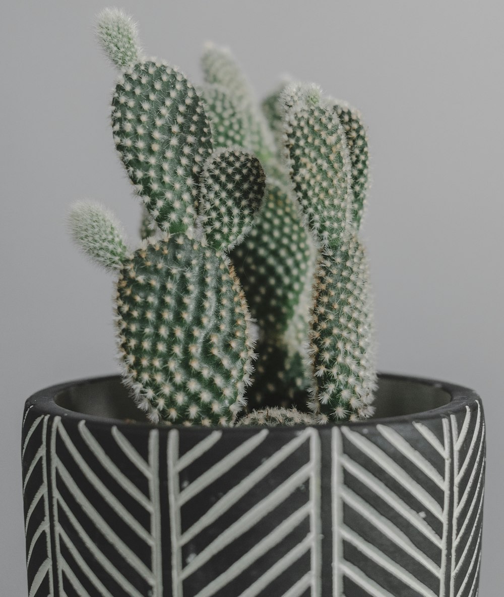 green cactus in black and white striped pot