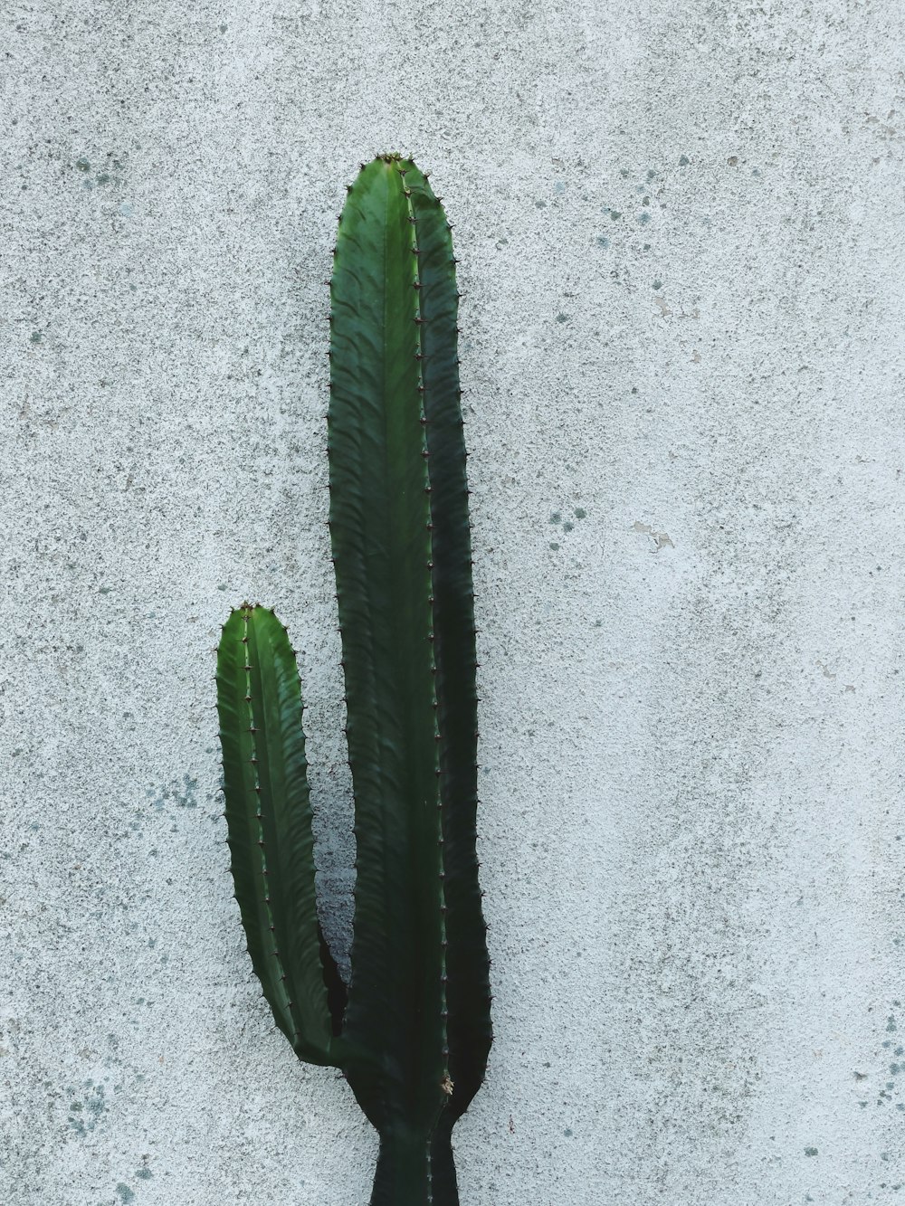 Cactus verde sobre piso de concreto gris