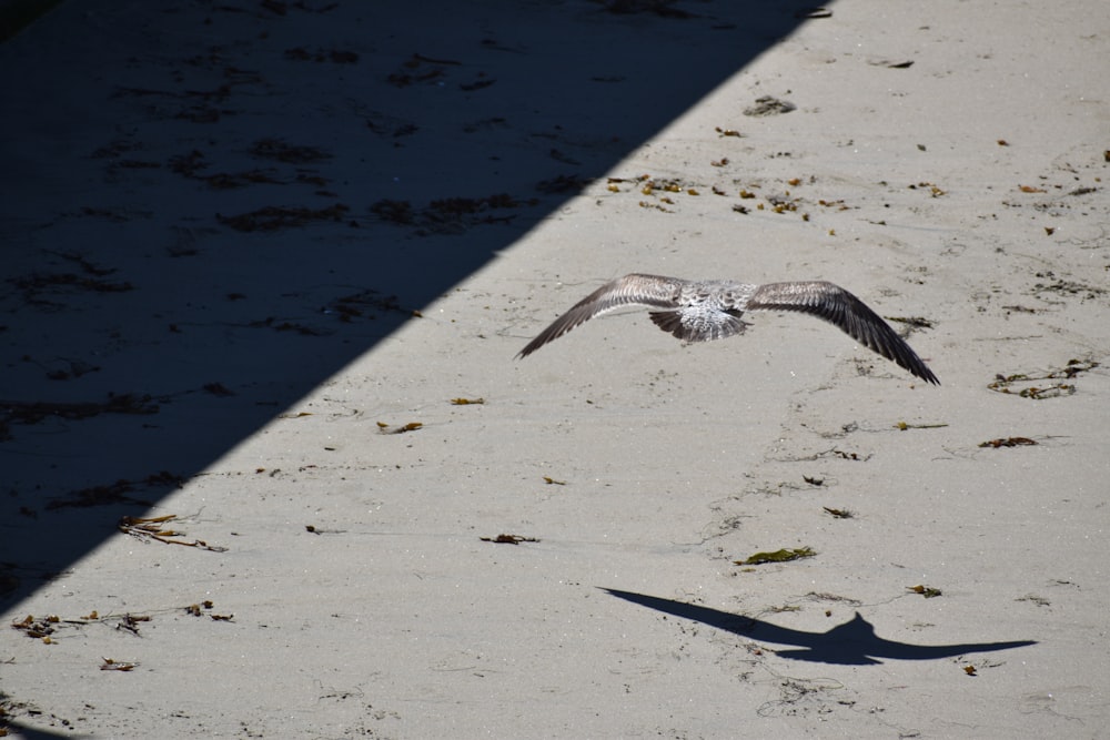 black and white bird flying over the sea during daytime