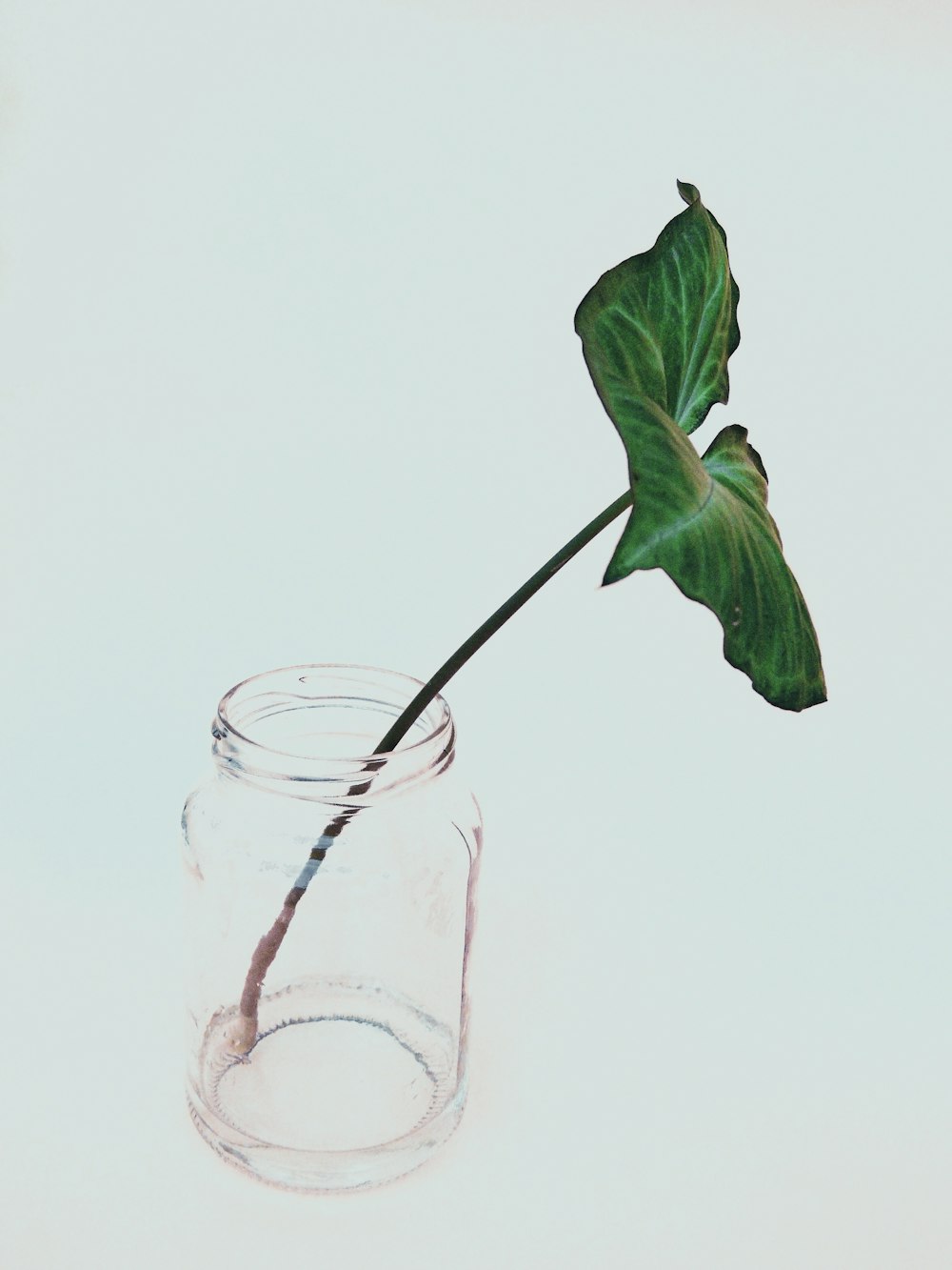 clear drinking glass with white liquid and green leaves