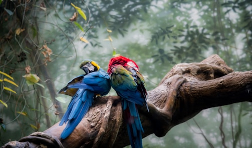 blue yellow and red macaw perched on brown tree branch during daytime