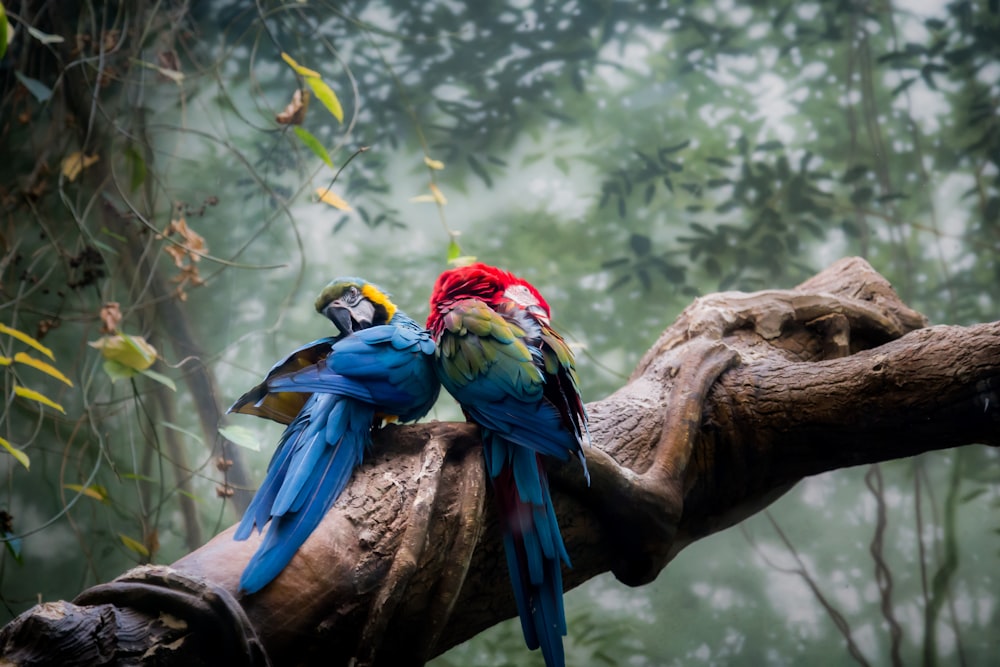 arara azul amarela e vermelha empoleirada no galho marrom da árvore durante o dia