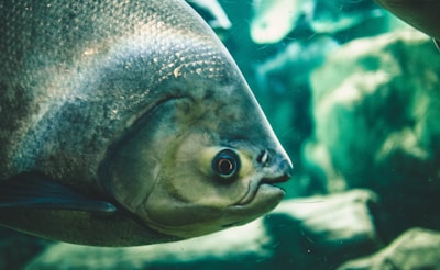 Close-up of sensors and cameras on an aquatic robot monitoring fish species in a clear river.